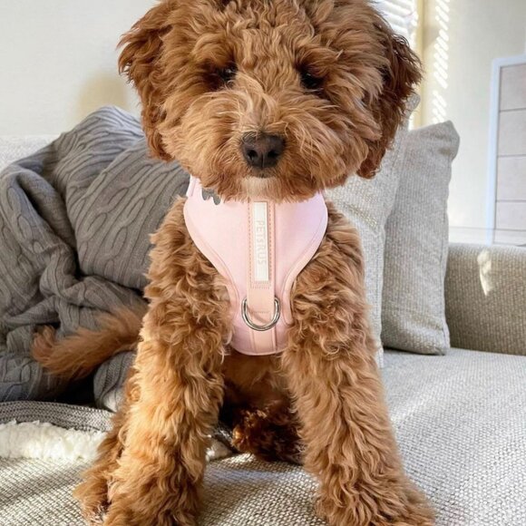 PETsRUS Premium No Pull Dog Harness 2 Leash Clips Baby Pink Leather Neoprene - Picture 4 of 9